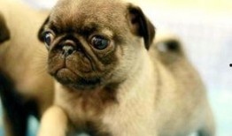 巴哥最新爆料信息网址,最新爆料信息网址深度解析